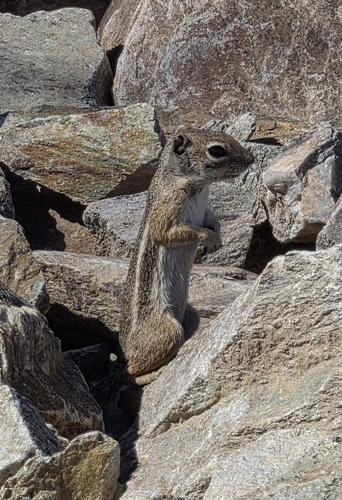 Harris' Antelope Squirrel observed by tonyg