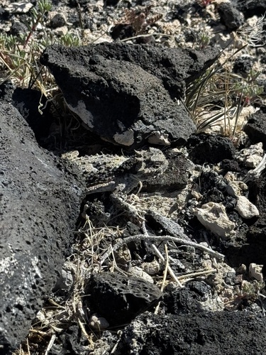 Desert Horned Lizard