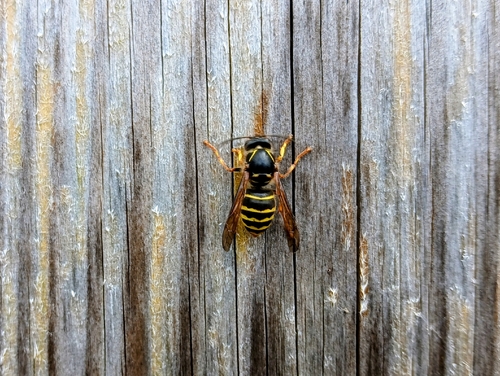 Median Wasp