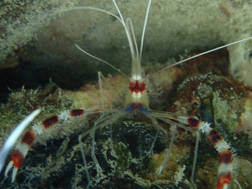 Banded Coral Shrimp