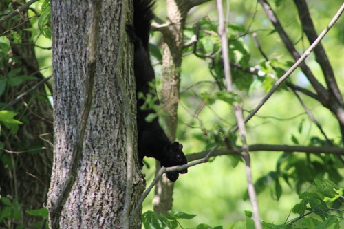 Eastern Gray Squirrel