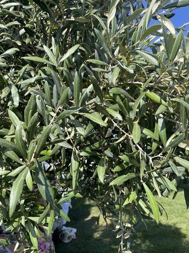 Olive