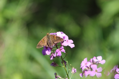 Silver-spotted Skipper