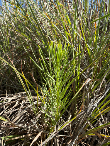 plains milkweed