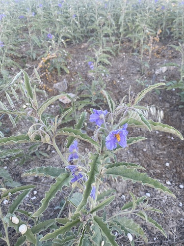 silverleaf nightshade