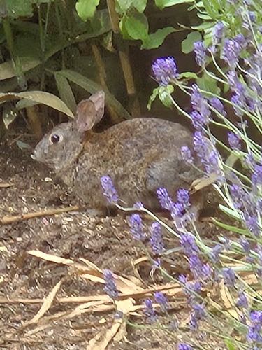 Brush Rabbit observed by robin537