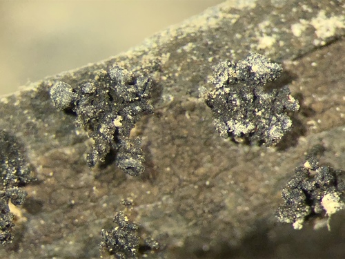 Lempholemma cladodes