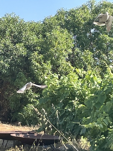 Eurasian Collared-Dove