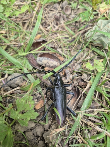 Great capricorn beetle