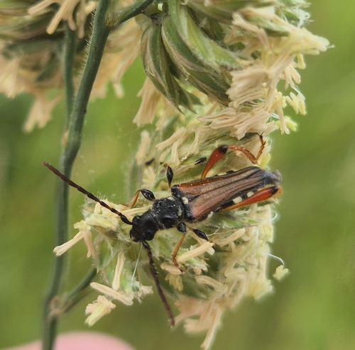 Stenopterus rufus