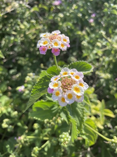 Lantana