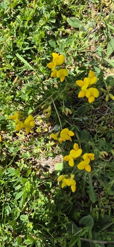 bird's-foot trefoil
