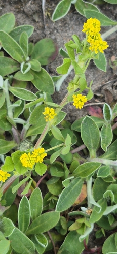 Black Medick