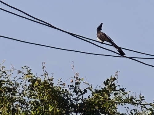 White-bellied Go-away-bird