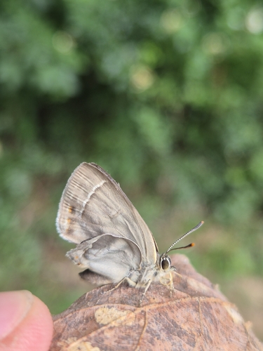 Purple hairstreak
