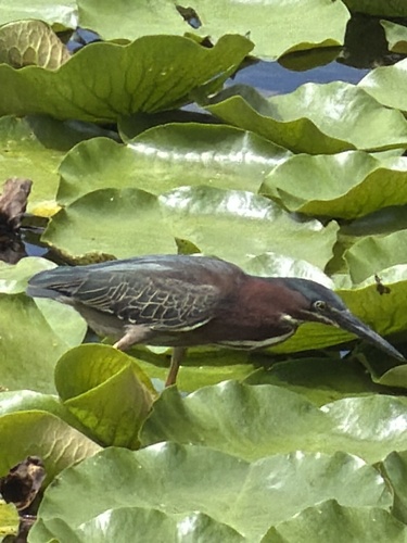 Featured image for “Green Heron”