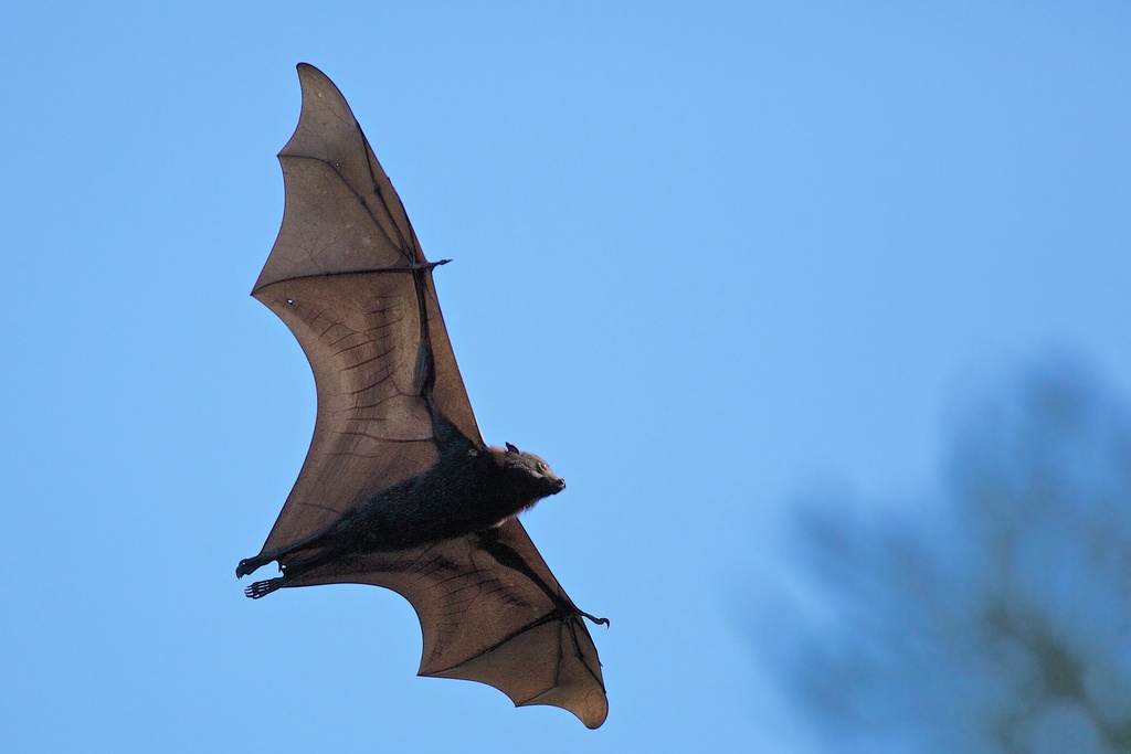 Black deals flying fox