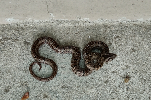 Light-barred Kukri Snake