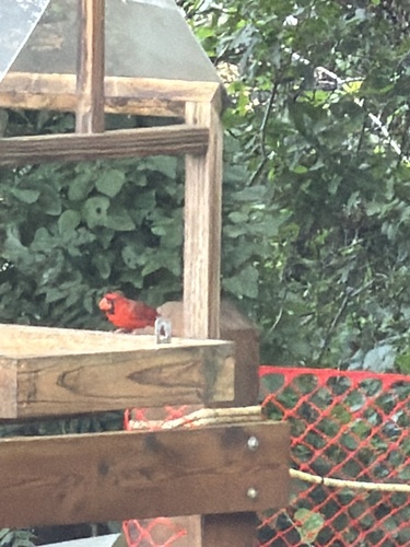Featured image for “Northern Cardinal”