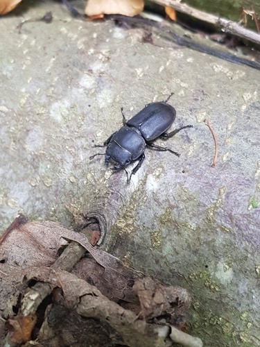 Lesser Stag Beetle