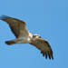 Australasian Osprey - Photo (c) Andrew Rock, all rights reserved