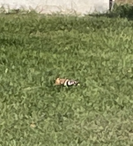 Common Hoopoe