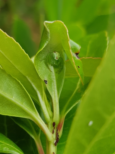 Triangle Crab Spider