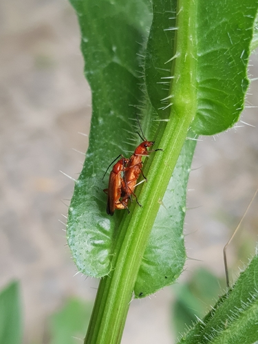 Common Red Soldier Beetle