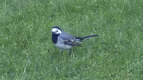 White Wagtail