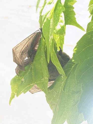 Little Brown Bat observed by rangerjake