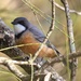 Rufous Whistler - Photo (c) Andrew Rock, all rights reserved