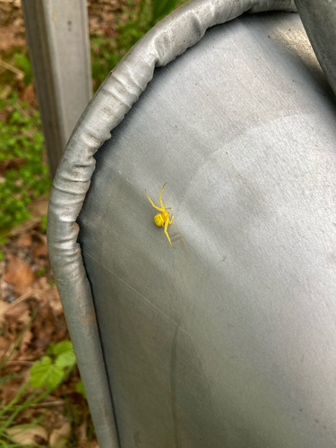 Goldenrod Crab Spider