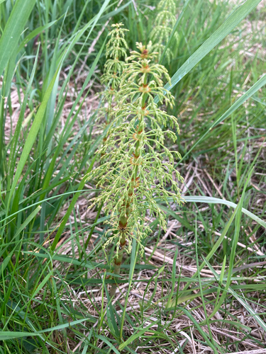 wood horsetail