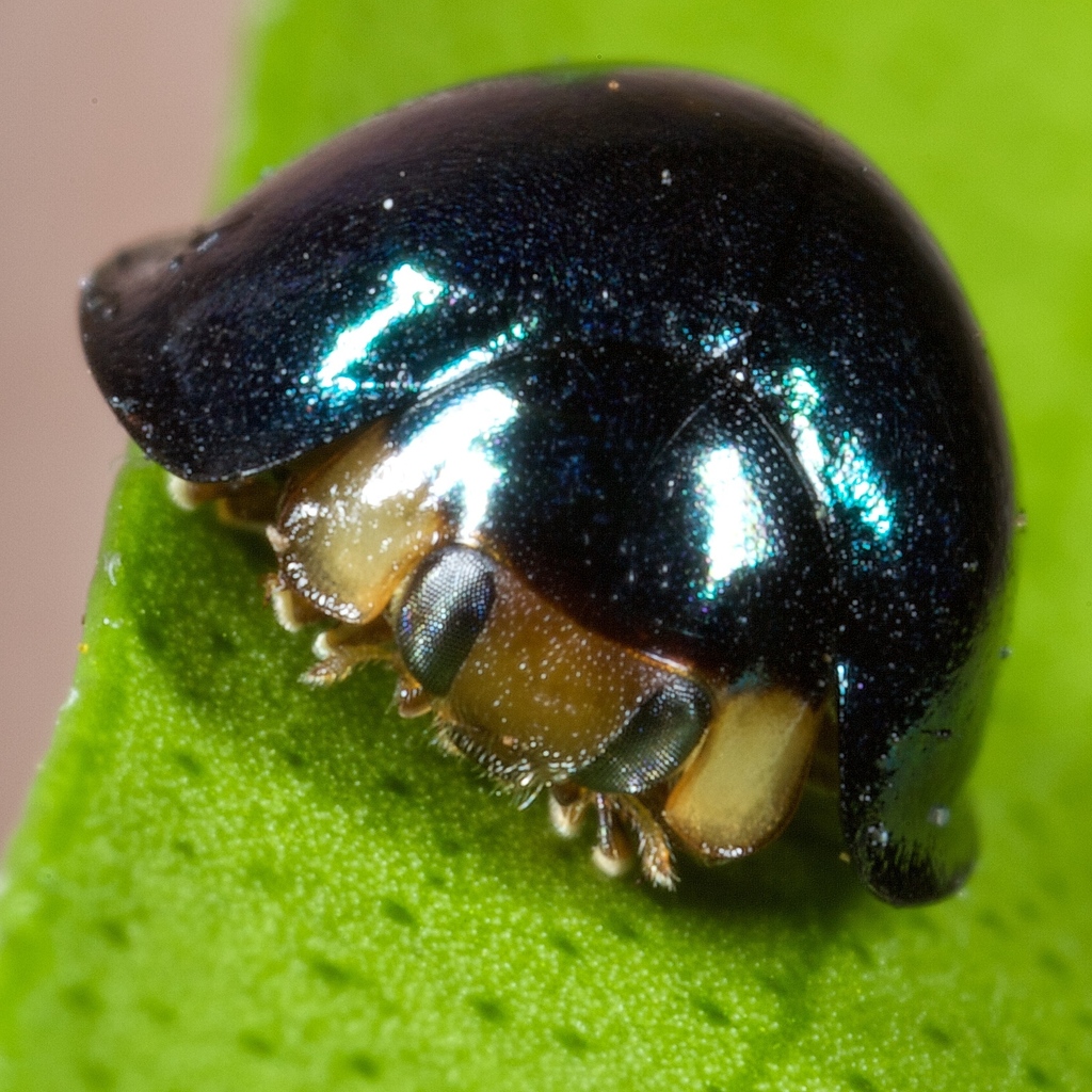 metallic blue ladybug