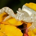 Spectacular Crab Spider - Photo (c) Andrew Rock, all rights reserved