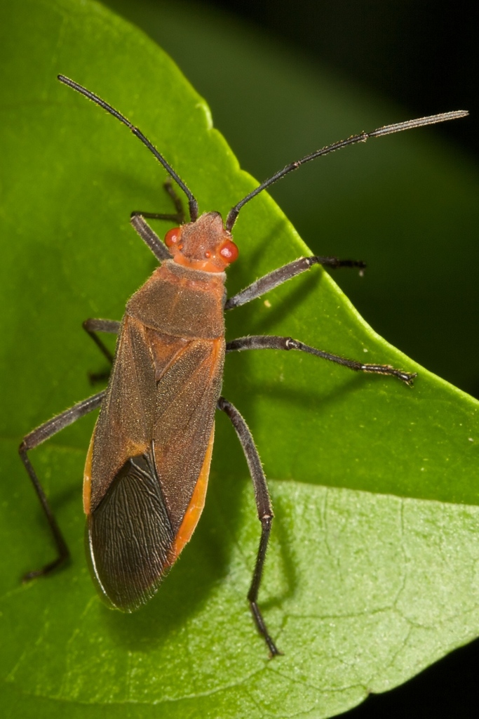西アフリカ製　ブガラブ　BOUGARABOU　大 Old World Soapberry Bugs (Genus Leptocoris) · iNaturalist