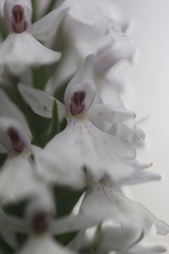 heath spotted orchid