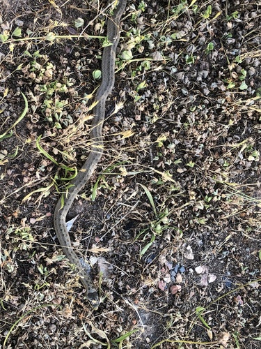 Smooth Snake