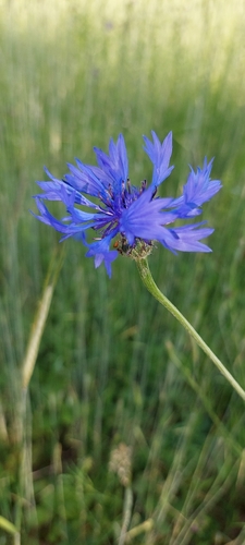 Cornflower