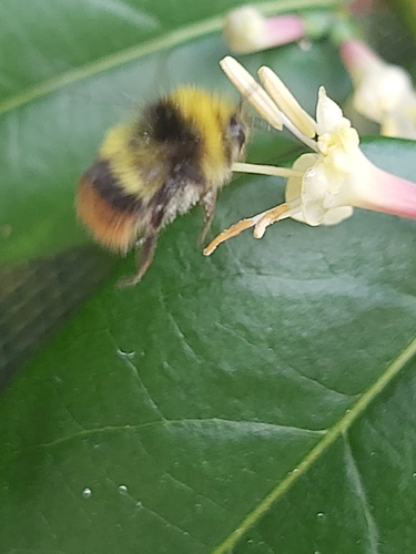 Early Bumble Bee