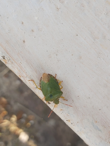 Green Shield Bug