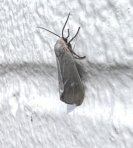 Pygarctia pterygostigma