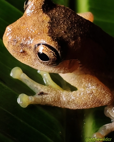 Meadow Tree Frog