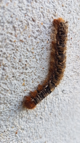 Oak Eggar