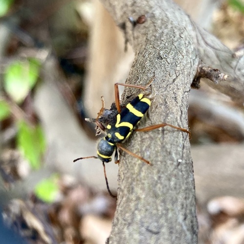 Wasp Beetle