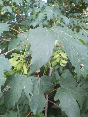 sycamore maple
