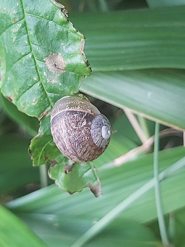 Garden Snail