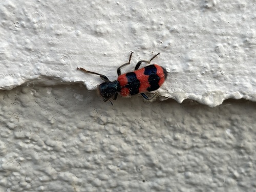Bee-eating Beetle