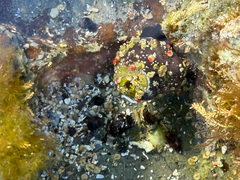 Black Tegula