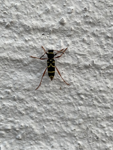 Wasp Beetle